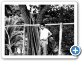 Zacarias Mour�o e o P� de Cedro